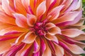 Coral Apricot Pink Rose Labyrinth Dahlia Blooming Macro