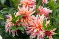 Coral Apricot Pink Rose Peach Dinnerplate AA Dahlia Blooming Macro. Dahlia named Labyrinth