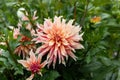 Coral Apricot Pink Rose Peach Dinnerplate AA Dahlia Blooming Macro. Dahlia named Labyrinth