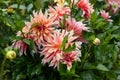 Coral Apricot Pink Rose Peach Dinnerplate AA Dahlia Blooming Macro. Dahlia named Labyrinth