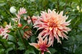 Coral Apricot Pink Rose Peach Dinnerplate AA Dahlia Blooming Macro. Dahlia named Labyrinth