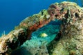 Coral Archway Royalty Free Stock Photo