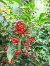 Coral ardisia or Coralberry
