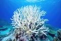 coral arranged to resemble a mythical underwater creature