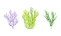 Coral as Marine Invertebrate from Ocean Bottom Vector Set Royalty Free Stock Photo