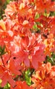 Coral azalea spring blossoming. Japanese garden.