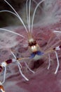 Coral Banded Shrimp Royalty Free Stock Photo