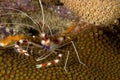 Coral banded shrimp Royalty Free Stock Photo