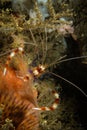 Coral Banded Shrimp Royalty Free Stock Photo