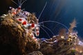 Coral Banded Shrimp Royalty Free Stock Photo