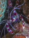 Coral banded shrimp Royalty Free Stock Photo