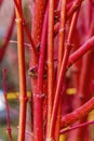 Coral Bark Maple Tree Macro