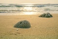 Coral on the beach.