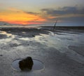 Coral At Beach During Sunset.