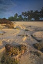 Coral at the beach with white sand and coconut tree