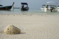 Coral beached on the sand. Have a boat image as a background.