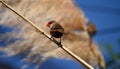 Coral beak, Estrilda astrild