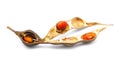 Coral bean - Erythrina herbacea - brown Seed pod cracked open to show bright red orange seed isolated on white background