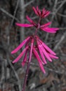 Coral bean. Erythrina herbacea