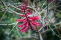Coral Bean Erythrina Herbaceae, Fabaceae