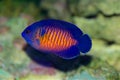 Coral Beauty Angelfish, Centropyge bispinosa Royalty Free Stock Photo