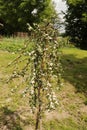 Coral Beauty - Swedish cotoneaster