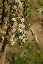 Coral Beauty - Swedish cotoneaster