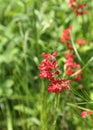 Coral bells flower