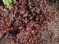 Coral Bells (Heuchera) \'Chocolate ruffles\' with chocolate coloured leaves flowering with white flowers