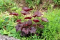 Coral bells or Heuchera Electric plum herbaceous perennial plant with palmately lobed dark purple leaves on long petioles planted Royalty Free Stock Photo