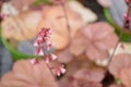 coral bells Royalty Free Stock Photo