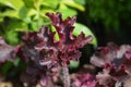 Coral Bells Melting Fire