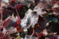 Coral Bells Stormy Seas