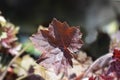 Coral Bells Stormy Seas