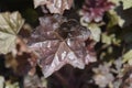 Coral Bells Stormy Seas