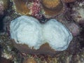 Coral bleaching in Bonaire. Caribbean Diving holiday Royalty Free Stock Photo