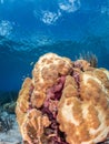 Coral bleaching in Bonaire. Caribbean Diving holiday Royalty Free Stock Photo