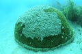 Coral bleaching underwaterin Florida Royalty Free Stock Photo