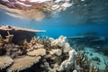 Coral bleaching due to climate change and global warming
