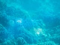 Coral bleaching. Graveyard of the dead coral reef. Soft focus, underwater view Royalty Free Stock Photo