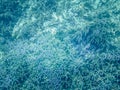 Coral bleaching. Graveyard of the dead coral reef. Soft focus, underwater view Royalty Free Stock Photo