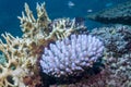 Coral Bleaching