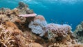 Coral bleaching Royalty Free Stock Photo