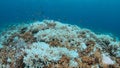 Coral bleaching