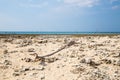 Coral bleaching on the sandy beach