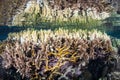 Coral Bleaching in Tropical Pacific Royalty Free Stock Photo