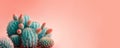 Coral Blue colored Cactus on pink bright pastel background. Trendy tropical cacti plant close-up. Sweet coral cacti Mood. Copy