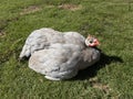 Coral blue Guinea fowl in a lawn