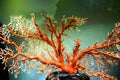 Coral branch, red momo coral in sale exhibition in Taipei 101, Taiwan. Royalty Free Stock Photo