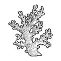 Coral branch sketch vector illustration